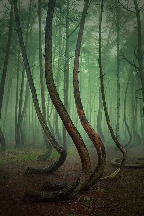 Crooked Forest in New Czarnoeiw Poland Crooked Forest, Dnd Inspiration, Visit Poland, Poland Travel, Online Coupons, Future Travel, Oh The Places Youll Go, Abandoned Places, Natural Wonders