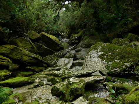 Cave Creek, Paparoa National Park, Punakaiki, West Coast, … | Flickr Environment Reference, Cave Creek, Creative Projects, West Coast, National Park, New Zealand, National Parks, Water, Travel