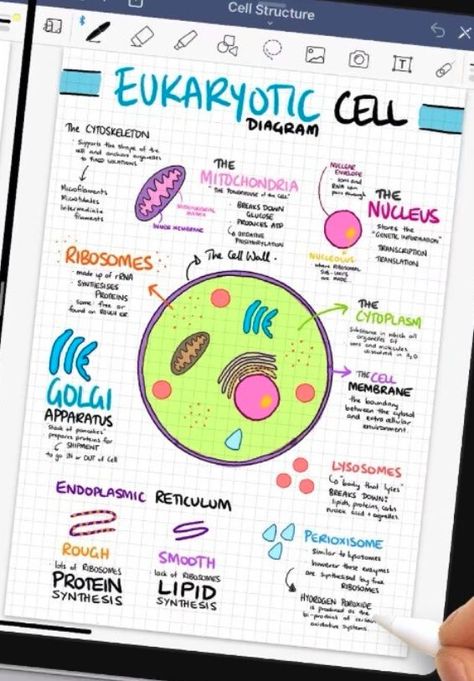 Cell Biology Notes, Biology Diagrams, Cell Diagram, Science Cells, Learn Biology, Study Biology, School Study Ideas, Basic Anatomy And Physiology, Nurse Study Notes