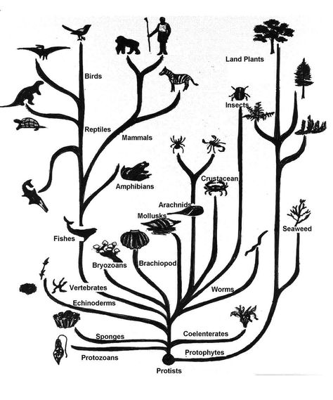 tree of life Darwin Tree Of Life, Darwin Evolution, Phylogenetic Tree, Tree Diagram, An Inconvenient Truth, Natural Selection, Diagram Design, Life Symbol, Charles Darwin