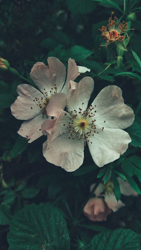 Rosehip flowers in the forest Rosehip Flower, Flowers In The Forest, Pocket Mirror, In The Forest, The Forest, Insects, Forest, Mirror, Flowers