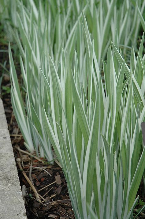 Variegated Japanese Flag Iris (Iris ensata 'Variegata') at Gertens Iris Ensata, Iris Flowers Garden, Water Iris, Beach House Landscaping, Japanese Iris, Bog Garden, Plant Wishlist, Box Flowers, Japanese Flag