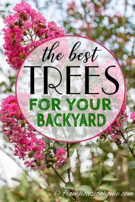 Small Backyard Trees, Best Backyard Trees, Yard Layout, Shade Loving Shrubs, Backyard Ideas For Small Yards, Japanese Cherry Tree, Eastern Redbud, Backyard Trees, Live Oak Trees