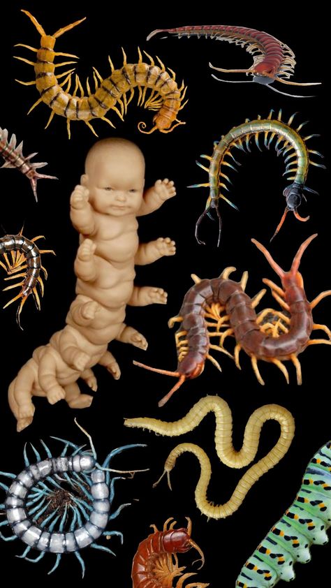 baby legs #worms #centipedes #millipedes #slimyguys Gummy Worm Tattoo, Centipede Face, Centipede Wallpaper, Centipede Aesthetic, Centipede Oc, Centipede Art, Creepy Bugs, House Centipede, Worm Drawing