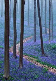 Hallerbos Forest__Belgium. Bluebell Woods, Inspiring Nature, By Kilian, Mystical Forest, Blue Forest, Natural Design, Walk In The Woods, Magical Forest, Illustrations And Posters