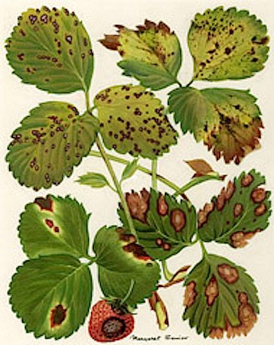 Diagnosing Strawberry Leaf Diseases (Image:  Margaret Senior) Strawberry Leaf, Strawberry Beds, Strawberry Leaves, Strawberry Planters, Garden Remedies, Strawberry Garden, Leaves Illustration, Growing Strawberries, Plant Problems