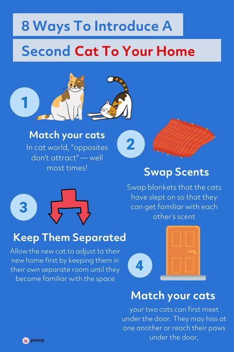 Introducing Cats To Cats, How To Introduce Cats To Each Other, First Time Cat Owner Checklist, Introducing Kitten To Cat, Introducing New Kitten To Cat, How To Introduce Cats, Tips For New Kitten Owners, Cats Tips, Tips For Cat Owners