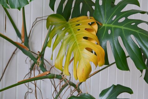 Plant Leaves Turning Yellow, Plant Shed, Plante Monstera, Popular House Plants, Plant Tips, Garden Remedies, Watering Plants, Tomato Plant, Missouri Botanical Garden