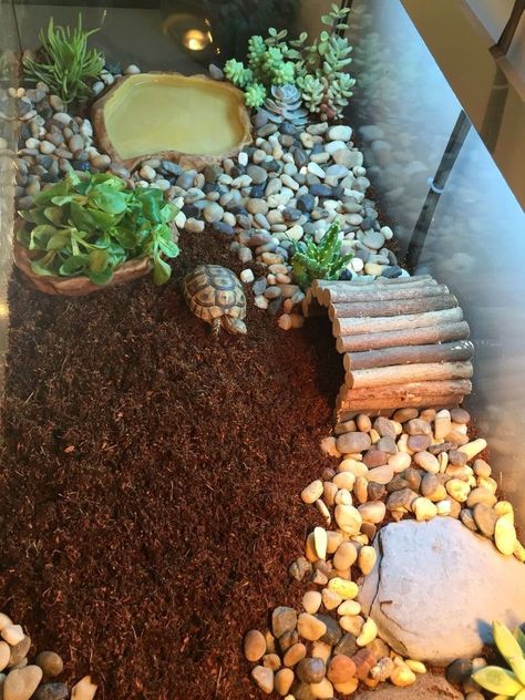 Tartaruga Habitat, Tortoise Terrarium, Turtle Cage, Tortoise Cage, Turtle Enclosure, Turtle Terrarium, Tortoise Table, Turtle Care, Tortoise House