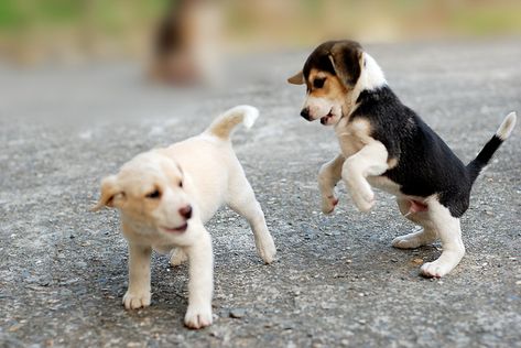 beagle pups. I want the lemon head! Dog Picture, Love My Dog, Puppy Play, Beagle Puppy, Sweet Animals, I Love Dogs, Dog Love, Puppy Love, Koala