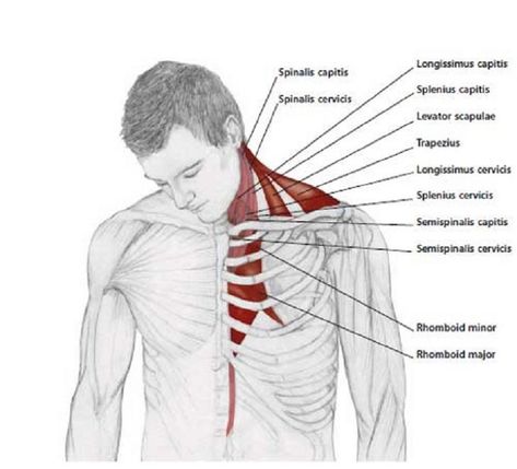 Diagonal Flexion Neck Stretch Technique: In an upright position, with your shoulders relaxed and your hands by your side, allow your chin to fall forward toward your chest. Then, lean your head to one side, gently. Do not overstretch your neck by forcing your head downward. Relax and let the weight of your head do the stretching for you. Shoulder Stretching Exercises, Shoulder Stretching, Neck And Shoulder Stretches, Punkty Spustowe, Neck And Shoulder Exercises, Psoas Release, Shoulder Stretches, Tight Shoulders, Yoga Anatomy