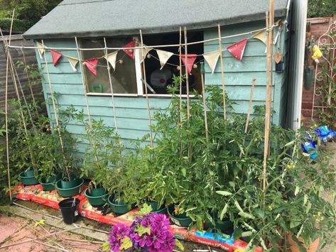 Allotment Storage Ideas, Allotment Shed Interiors, Allotment Ideas Inspiration, Allotment Shed, Allotment Ideas, Garden Bunting, Painted Shed, Raspberry Bush, Raspberry Plants