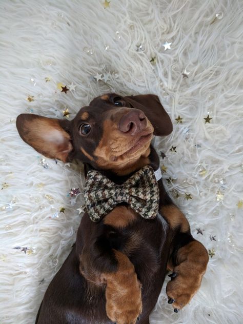 Baby Dachshund, Miniature Dachshund, Mini Dachshund, Dachshund Puppies, Dachshund Love, Cute Love, Dachshund, So Cute, Sparkle