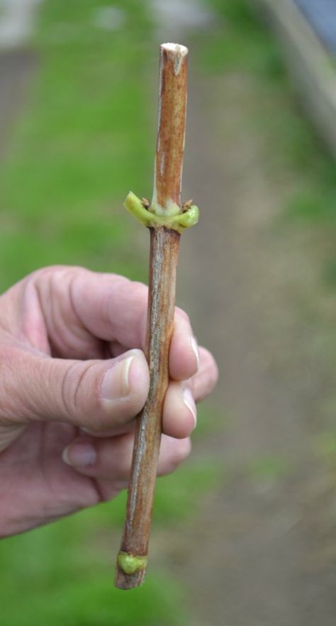 Anabelle Hydrangea, Hydrangea Propagation, Hydrangea Cuttings, Hydrangea Plant Care, Rooting Plants, Backyard Nursery, Propagating Hydrangeas, Annabelle Hydrangea, Hydrangea Landscaping