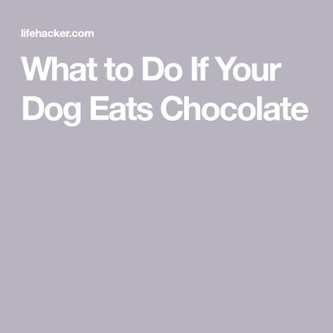 Dog Ate Chocolate, Toxic For Dogs, Dog Throwing Up, Dog Eats, Chocolate Photos, Types Of Chocolate, Older Dogs, American Kennel Club, Dog Eating