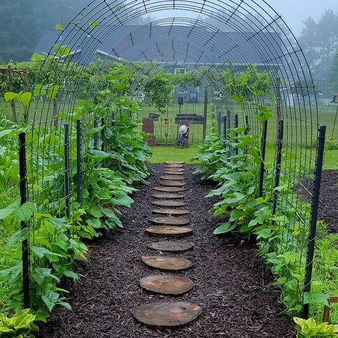 Garden Design Vegetable, Potager Garden, Backyard Vegetable Gardens, Home Vegetable Garden, Greenhouse Gardening, Garden Yard Ideas, Vegetable Garden Design, Food Garden, Garden Trellis