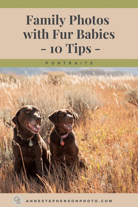 Get great family portraits with dogs with these ten tips. Above all, remember your dog's unpredictable nature is one reason why you love them. Shown here are two happy dogs in a field during a family photo session. 🐶📷 Photographs by Anne Stephenson Photo & Narrative #familyportraitswithdogs #dogsandportraits #furbabyportraittips #coloradoportraits #outdoorcoloradoportraits #coloradoportraitsdogs Outdoor Family Photos With Dog, Family Portraits With Dogs, Family Picture With Dog, Family Pics With Dogs, Family Portrait With Dog, Portraits With Dogs, Family Photos With Dogs, Dog Family Portraits, Dog Shots