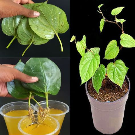 How to Propagate Betel (paan) Plant in water |Propagating betel plant using a single leaf | water, plant | How to Propagate Betel (paan) Plant in water |Propagating betel plant using a single leaf | By Rana Craft | Facebook Plant In Water, Single Leaf, Leaf Plant, Plants Indoor, Beautiful Views Video, Water Plants, How To Grow, In Water, Gardening Tips