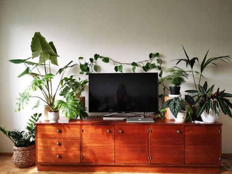 Plant Next To Tv, Behind Tv Wall Decor, House Living Room Modern, Decorating Around A Tv, May Sarton, Weekend Home Projects, Home Decor With Plants, Boston Living, Tv Stand Modern Design