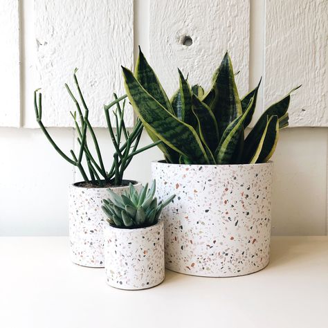 Terrazzo Planter, Cement Pots Diy, Bed Back Design, 75 Medium, Plant Pot Diy, Concrete Crafts, Plant Photography, Pot Designs, Concrete Planters