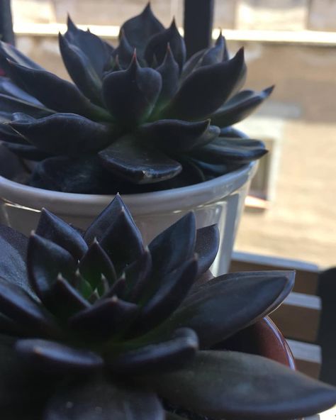 Succulent Garden Outdoor, Black Succulents, Goth Garden, Succulent Landscaping, Gothic Garden, Succulent Garden Diy, Black Garden, Growing Succulents, Succulent Gardening