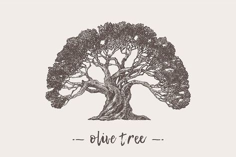 Illustration of an old olive tree by Bakani on @creativemarket Olive Tree Tattoos, Old Olive Tree, Sketch Images, Tree Sketch, Tree Sketches, Theme Nature, Tree Logos, Hand Drawn Vector Illustrations, Tree Illustration