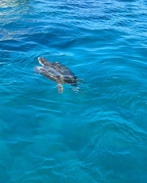 Turtle Island 🐢🏝️☀️ #turtle #zakynthos #greece #vacation #summer #fun #boat #beach #sun #turtleisland Turtle Conservation, Maldives, Greece