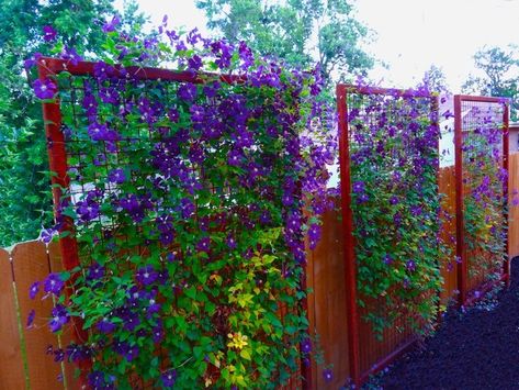 Ideas For Privacy Fence, Landscaping Ideas For Privacy, Privacy Fence Landscaping, Landscaping Along Fence, Metal Trellis, Privacy Landscaping, Backyard Privacy, Garden Vines, Diy Fence