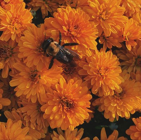 #bee #bumblebee #flowers #flower #orange #bug #nature #naturelovers #naturebeauty #photography Bee Astethic, Aesthetic Headings, Bumble Bee Aesthetic, Tanner Aesthetic, Bumblebee Aesthetic, Bees Aesthetic, Sunshine Character, Sun Witch, Bee Aesthetic