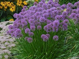 Allium Millenium, Onion Garden, Ornamental Onion, Allium Flowers, Planting Onions, Purple Plants, Sun Perennials, Cottage Farm, Lavender Pink