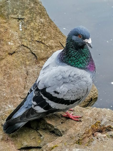 Pigeon Reference, Pigeon Hair, Rock Pigeon, Pigeon Art, Cute Pigeon, Map Drawing, Pigeon Breeds, Wood Pigeon, Dove Pigeon