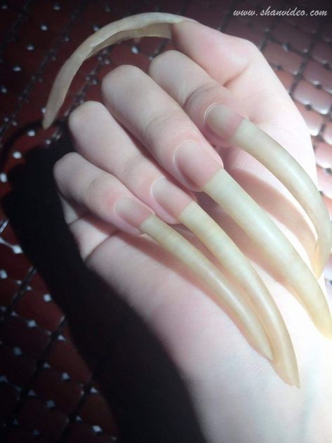 😍😍 Long Oval Nails, Long Almond Nails, Long Natural Nails, Long Fingernails, Business Landscape, Long Stiletto Nails, Curved Nails, Short Almond Nails, How To Grow Nails