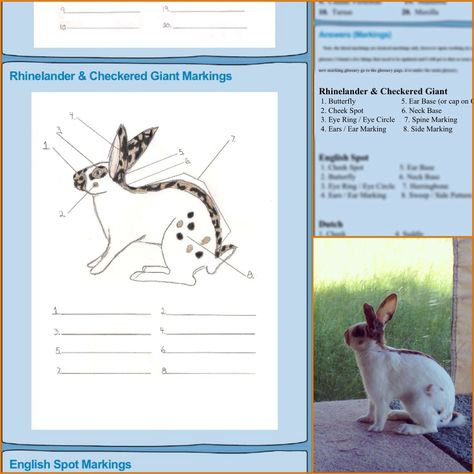 A lot of people have questions about the markings on the Rhinelander rabbit. Here is a picture illustrating those markings and what they are called.   Rabbit: Adam's Bubi Rhinelander Rabbit, Crazy Rabbit, Rabbit House, Bunny Care, A Lot Of People, Rabbits, Buns, Animals And Pets, To Look