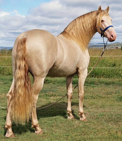 Perlino Horse, Akhal-teke, Unique Horses, Horse Markings, Horse Colors, Akhal Teke, Andalusian Horse, Most Beautiful Horses, Most Beautiful Animals