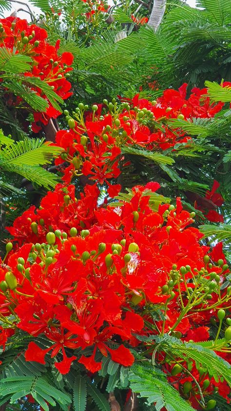 Gulmohar Tree, Nature Photography Flowers, Flowers Photography Wallpaper, Flowers Gif, Cute Flower Wallpapers, Tree Wallpaper, Vegetable Garden Design, Beautiful Images Nature, Beautiful Landscape Wallpaper