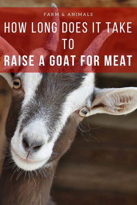 Goat meat is becoming more popular in the US because of the popularity of homesteading and self sustainability, as well as migration of people of various ethnic groups who traditionally consume goat meat. Compared to many types of meat animals, goats are cost-effective, quick and easy to raise, and their meat is low-fat and very healthy. In this article, we discuss some of the basics of raising meat goats. Read on to learn more about how long does it take to raise a goat for meat. Meat Goat Farming, Goat Information, Raising Meat Goats, Goat Showing Tips, Raising A Cow For Meat, Meat Animals, Meat Goats, Nigerian Goats, Sustainable Homestead