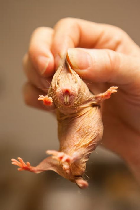 A naked mole rat: like termites, they have one almost endlessly pregnant queen | Helen Sullivan | The Guardian Mole Rat, Mole, A Small