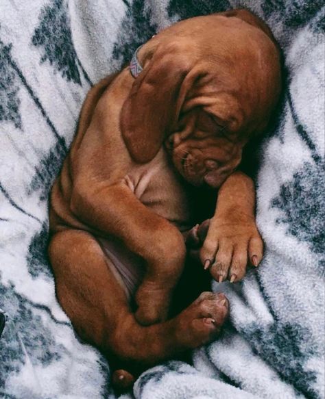 V Dog, Puppies And Babies, You're My Best Friend, Puppy Ideas, Hungarian Vizsla, Vizsla Dogs, My Love Story, Lion Dog, Cute Pups