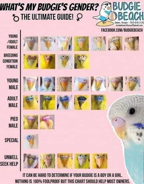 Parakeet Information, Budgie Enrichment Diy, Budgie Enrichment, Budgie Tips, Budgie Care, Cockatiel Care, Baby Budgies, Parakeet Care, Parrot Care