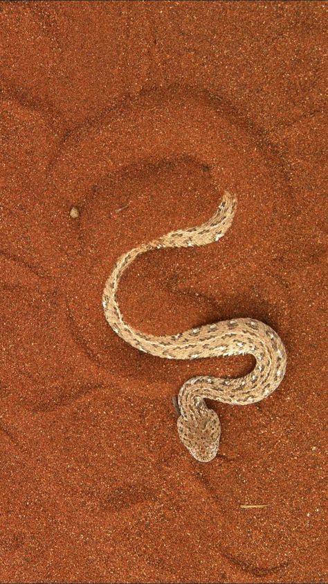 Sidewinder snake Sidewinder Snake Drawing, Sidewinder Snake Tattoo, Sidewinder Snake, Sand Snake, Desert Snake, The Potter's Hand, Australian Desert, Wild Animals Photography, Beautiful Snakes