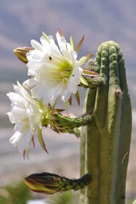 Cactus Flower Painting, San Pedro Cactus, Beautiful Paintings Of Nature, San Pedro Cacti, Cactus Paintings, Cactus Blossoms, Sacred Plant, Cactus Design, Cactus Flowers