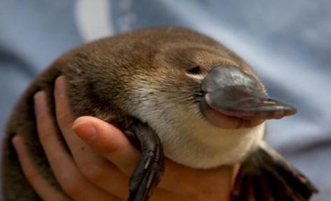 Mole Character, Cute Platypus, Baby Platypus, Deadly Animals, Animals Tattoo, Tattoo Nature, Platypus, Australian Animals, I Dont Know