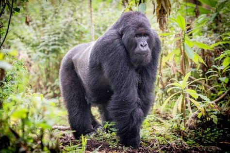 Respiratory diseases spread quickly among mountain gorillas. Because humans and apes are so closely related, diseases pass back and forth between the two easily. Scientists from the Dian Fossey Gorilla Fund studied 15 respiratory outbreaks over the past 17 years to investigate how diseases are transmitted among populations of mountain gorillas in Rwanda. The research is aimed at making conservation decisions in the future. #gorillas #socialdistancing #gorillasandsocialdistancing Eastern Lowland Gorilla, Eastern Gorilla, Omaha Zoo, Silverback Gorilla, Baby Gorillas, Gorilla Trekking, Africa Tour, Mountain Gorilla, Great Ape