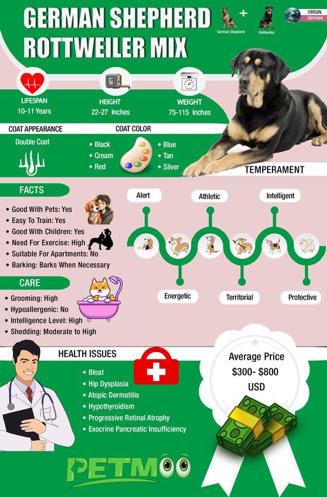 German Shepherd Rottweiler Mix Infographic #petmoo #pets #dogs #dogbreeds #doginfographics #germanshepherdrottweilermixinfographic #germanshepherdrottweilermix Rottweiler German Shepherd, German Shepherd Rottweiler, German Shepherd Rottweiler Mix, Rottweiler German, Rottweiler Mix Puppies, Dog Infographic, Shepherd Mix Dog, Rottweiler Mix, German Shepherd Mix