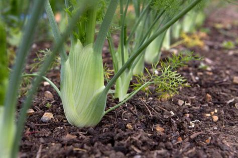 Growing Fennel, Growing Kale, Culinary Herbs, Growing Fruit, Organic Seeds, Ornamental Plants, Herb Seeds, Fennel Seeds, Fennel