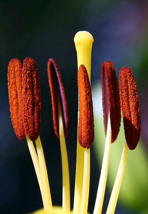 Lily Pistil & Stamen photo - Hubert Steed photos at pbase.com Strange Flowers, Science Videos, Flower Hat, Macro Photos, Flower Hats, Classical Music, Tulips, Beautiful Flowers, Close Up