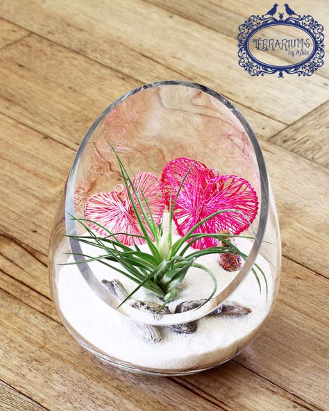 Valentine's Day themed terrarium with Air Plant. Follow Terrariums by Adele on Facebook. Valentine Terrarium, How To Make An Air Plant Terrarium, Themed Terrarium, Air Plant In Seashell, Crystal Air Plant Holder, Artificial Plant Arrangements, Air Plant Glass Globe, Plant Arrangements, San Valentine