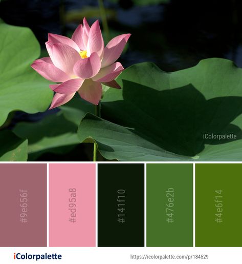 Color Palette ideas from 172 Lotus Images | iColorpalette Lotus Color Palette, Lotus Flower Colors, Lotus Image, Colours That Go Together, Sacred Lotus, Color Palette Ideas, Colour Wheel, Aquatic Plant, Summer Colours