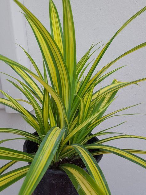 Pandanus Variegated Low Water Plants, Tropical Garden Design, Office Outdoor, Tropical Garden, Water Plants, Japanese Women, Plant Decor, Outdoor Garden, Bangalore