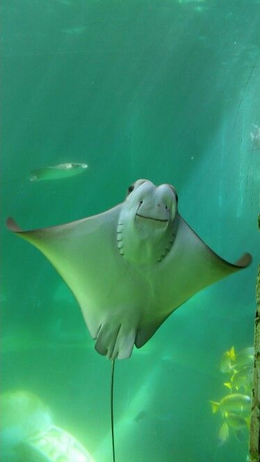 Cownose Ray, Life Under The Sea, Under The Ocean, Beautiful Sea Creatures, Underwater Creatures, Ocean Scenes, Manta Ray, Deep Blue Sea, Beautiful Sea